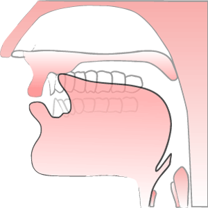 Illustration of the L Sound in Phonemes on the Boring Academy Website Online IELTS Classes